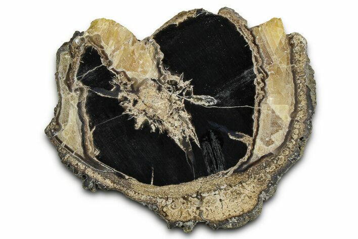 Petrified Wood (Schinoxylon) Limb Round - Blue Forest, Wyoming #371076